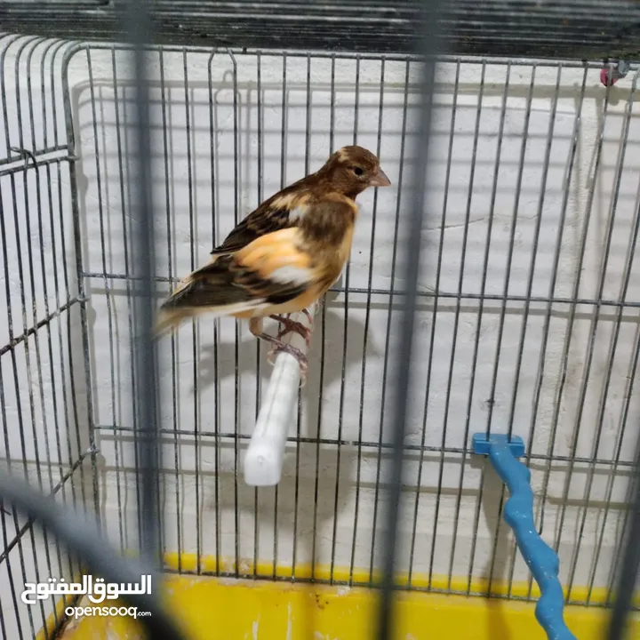 3 فراخ كنار