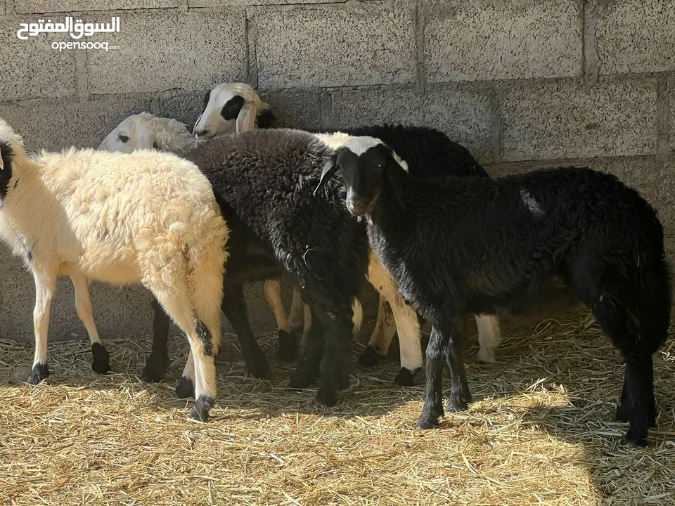 حملات نجديات أصل سمان ما شاء الله جاهزات للتربيه وللذبح الحلال خالي من جميع العذاريب