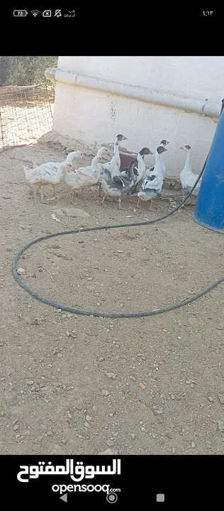 فراخ وز للبيع