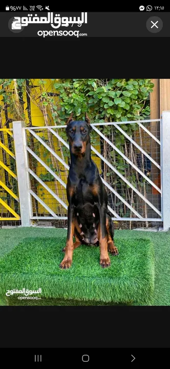 Dobermann male and female dogs