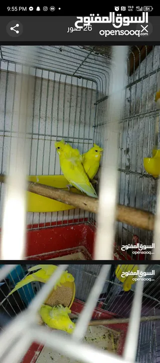 جوز حب هوجو روم لاتينو منتج للبيع او للبدل علا جوز كنار +انثايت ببغاء كوكتيل حبشي الاليفه للبيع