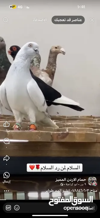 مطلووب نوري لبني