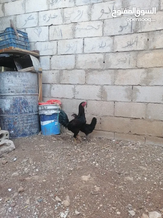 ديك بندوق باكستاني جاجه بلدي.... فيه سبعه حبات حمام بلدي  سعرهن لحالهن سعر حمام 9 سعر حاجات 16