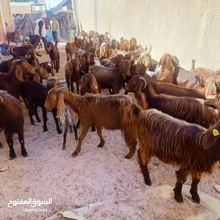 حليب طازج يوميا من مزارعنا طبيعي 100٪ وجرب وشوف