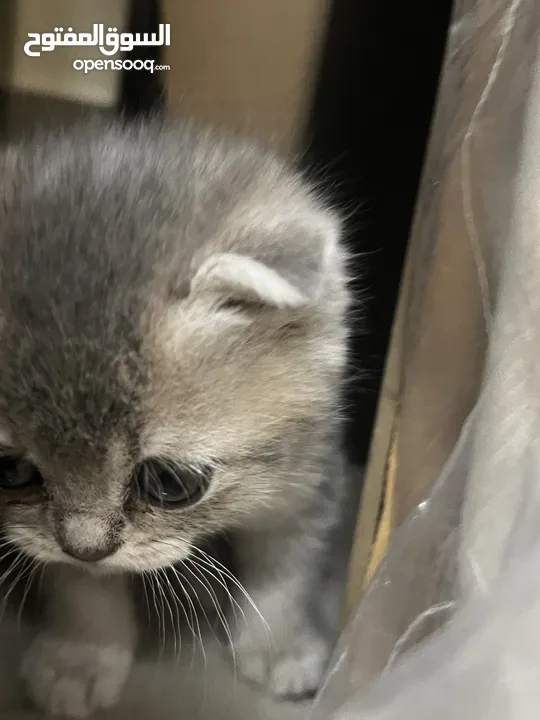 Pure Scottish double fold  pure breed