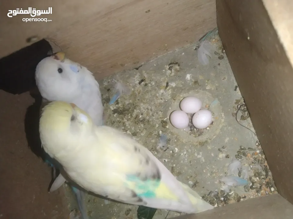 عصافير حب بادجي 2 مع القفص