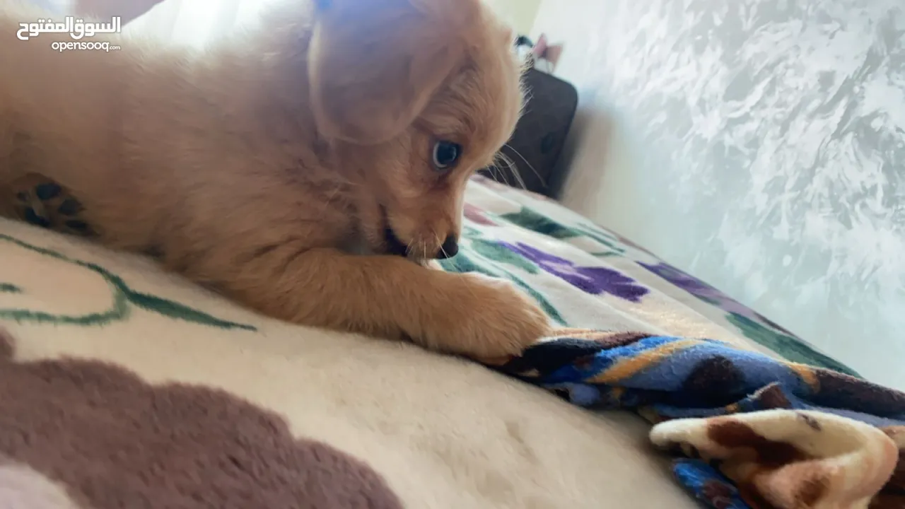 Pure Mini Golden Retriever Puppy for Sale – 2 Months Old (Male)  بيور كلب ميني جولدن ريتريفر للبيع