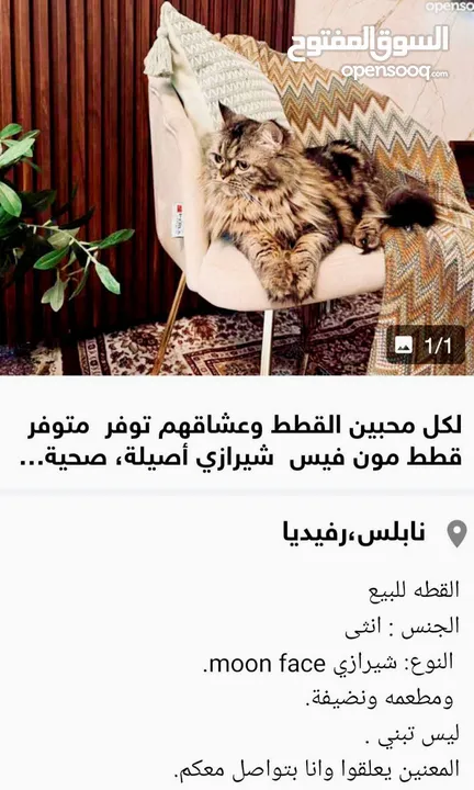 لمحبين القطط متاح قطة مون فيس شيرازي  هادئة  وحنونة متعودة على الهدوء.