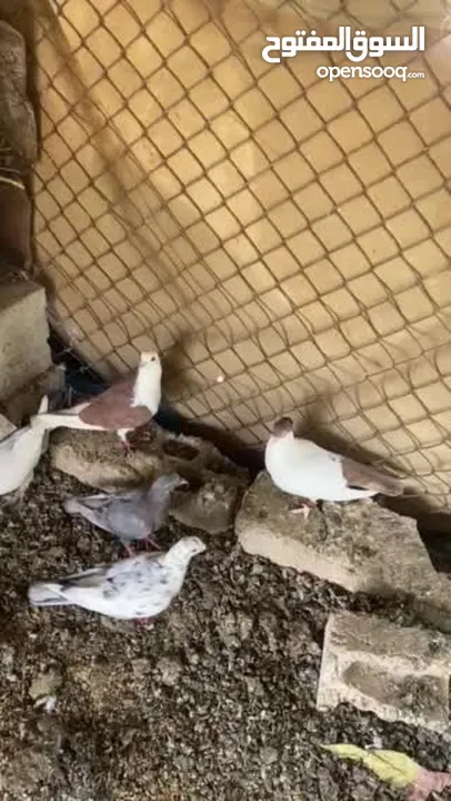حمام للبيع