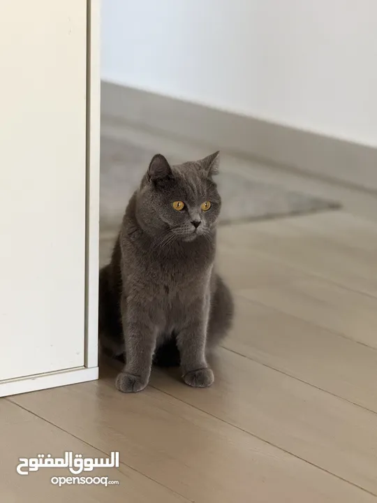 للتبني بريتش شورت هير / fir adoption British shorthair