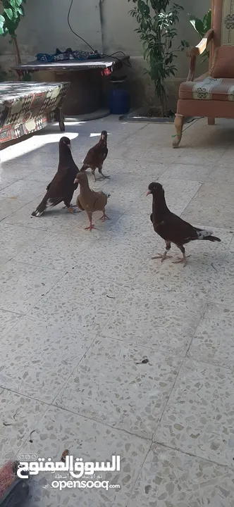 حمام للبيع