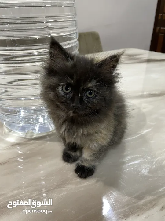 3 month old female kitten for adoption