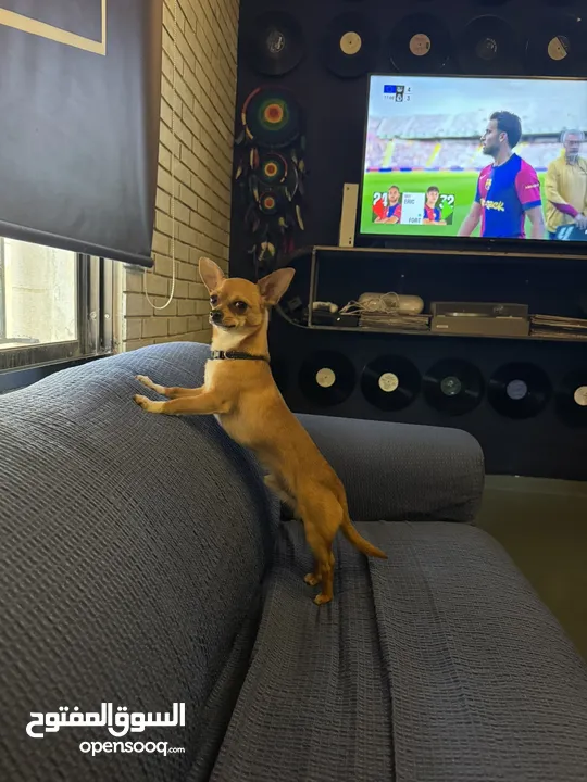 تشواوا ذكر Chihuahua male 10 months