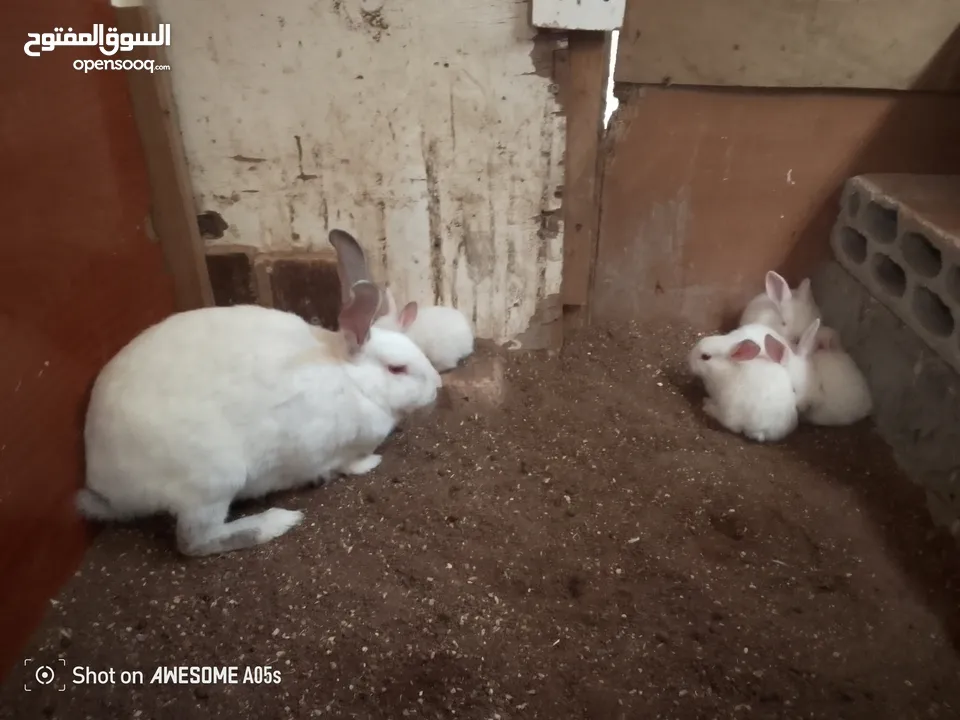 ارانب للبيع
