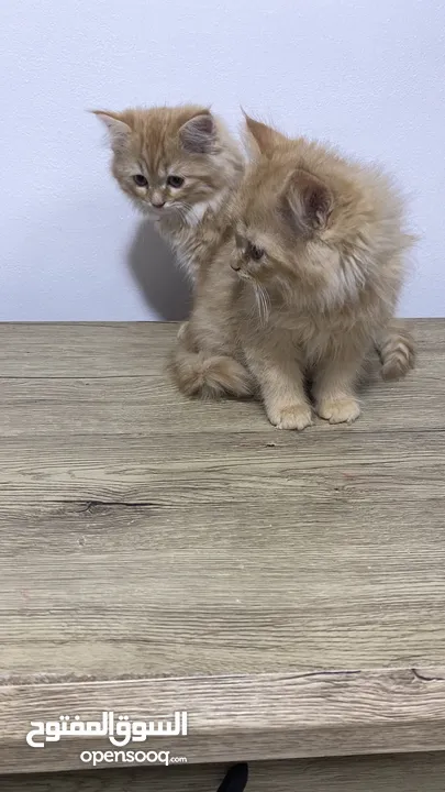 Himalayn Persian mix male and female 2 months old