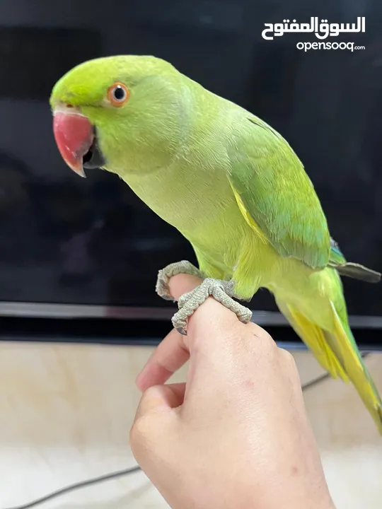 parrot female