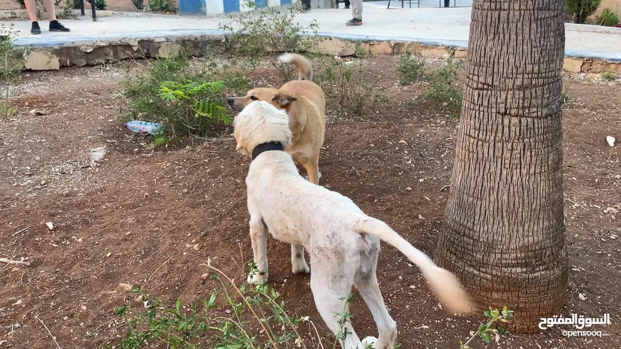 الاسم (سنوبي )  النوع (غولدن ريتريفر )