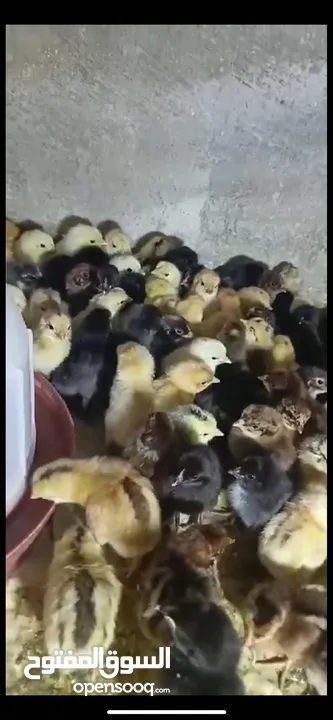 صوص بلدي  البزره القديمه حبات النخب من حضك والله يبارك ل صاحب النصيب..