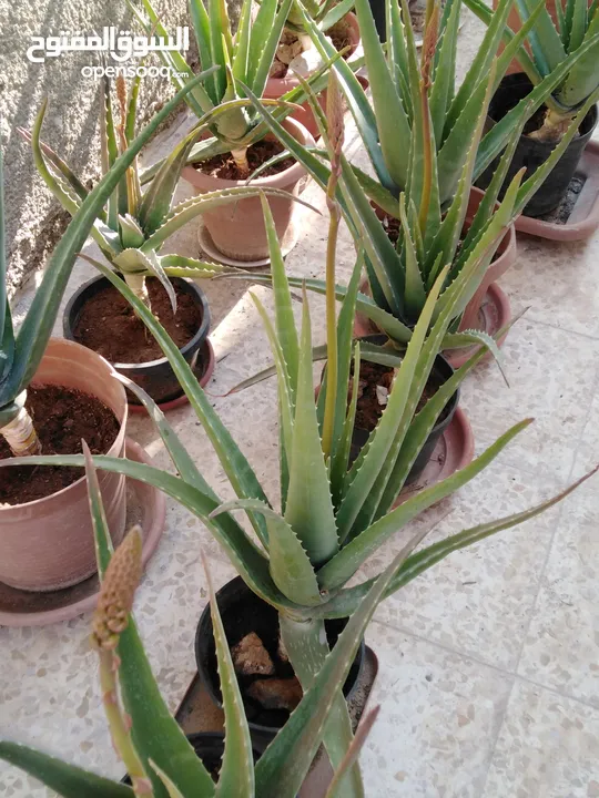 صبار الالوفيرا حجم كبير Aloe vera / الوفيرا / ألوفيرا مزهر عمر 3 إلى 4 سنوات
