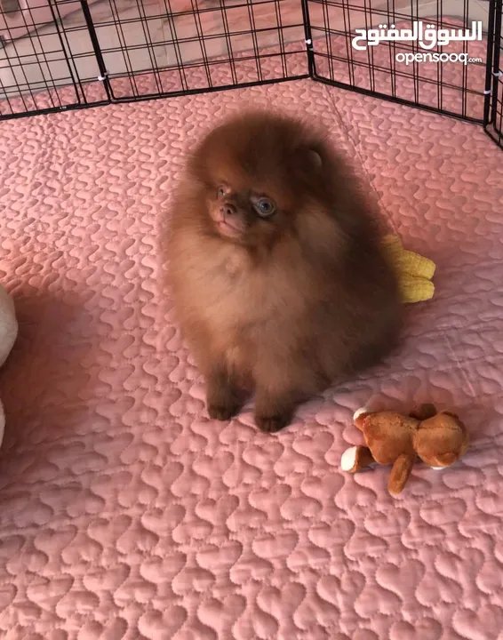 Teacup Pomeranian ready to join new family