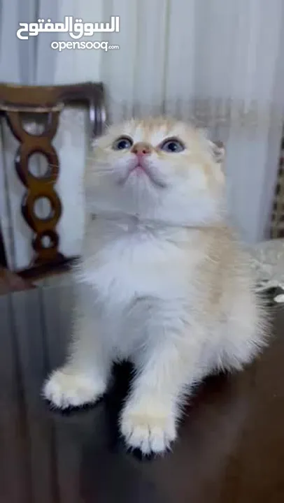 Scottish fold سكوتش فولد