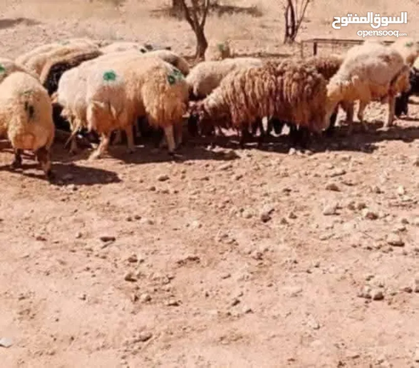 نبدأ بصلاة عل رسول الله - عرووووض  -عرووووض عروووض-  بمناسبة عيد الاضحى المبارك
