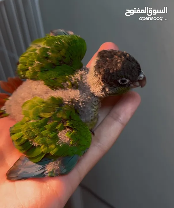 Green cheek conure chick فرخ كنيور قرين شيك