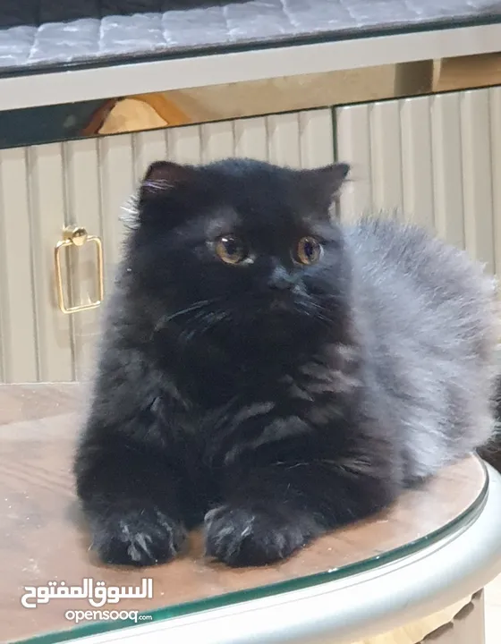 Fluffy Bicolor Scottish  Boy