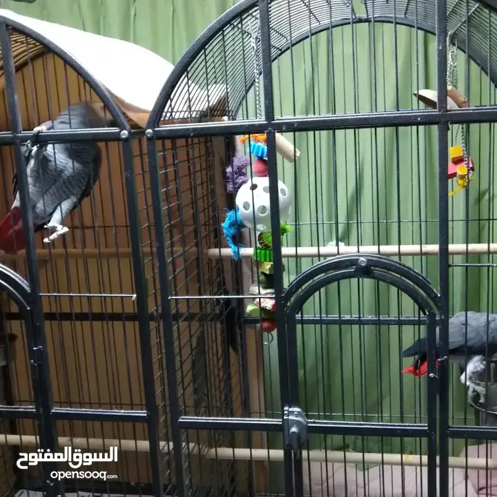 lovely African gray parrots