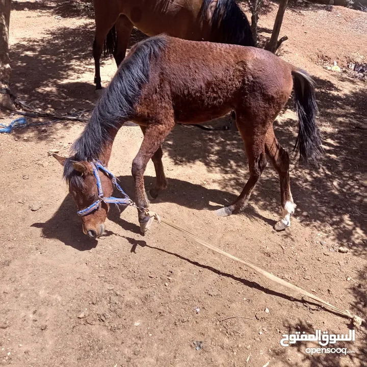 فرس مع مهر للبيع