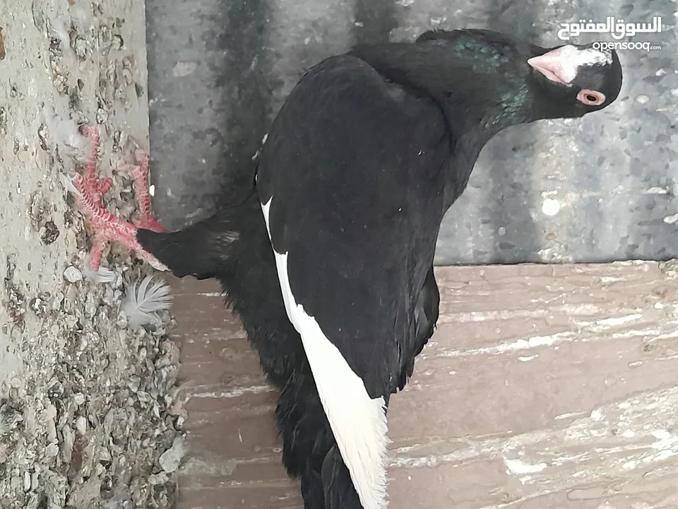 متاح  جواز  حمام الماني  كلو شغال جوز بلوني احمر تحته بيض وطيره مزهوراي حمره مع فرخها  وطيره مسوداي