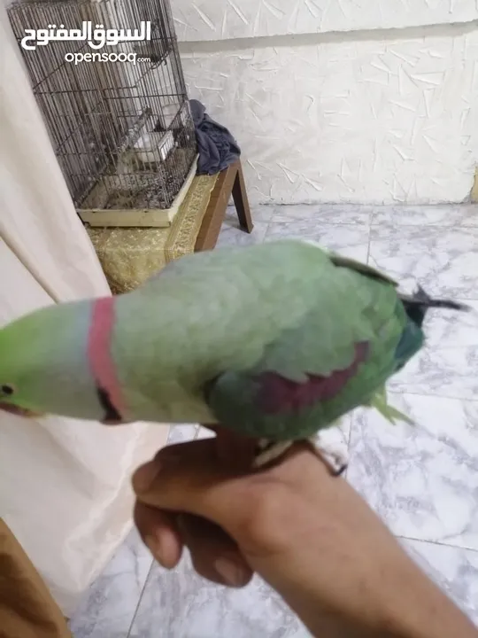 فحل كاسندرا طوق كامل أليف 100%