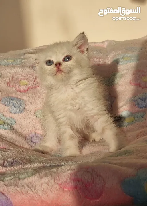 Scottish fold kittens