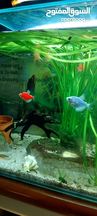 Four (4) aquariums for sale together