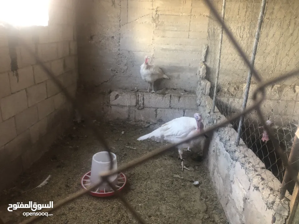 جوز حبش هولندي حجم جامبو ضخم
