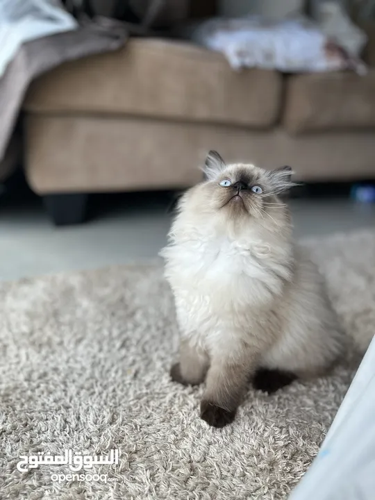 Himalayan kitten. 3 months old. Female