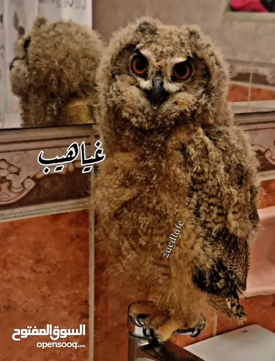 بوم فراخ  عقابي اوراسي اليف  بوم مقزم اليف سعره 40  وخدمة توصيل