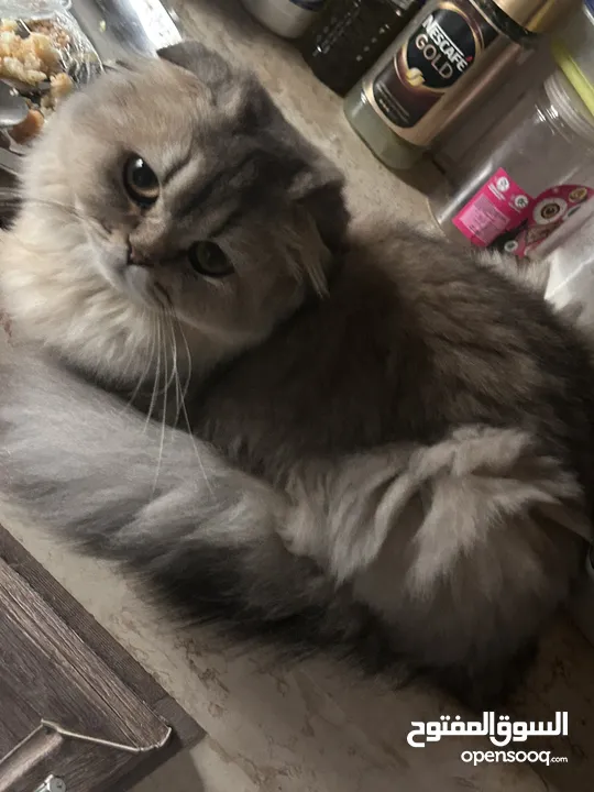 4 قطط للبيع