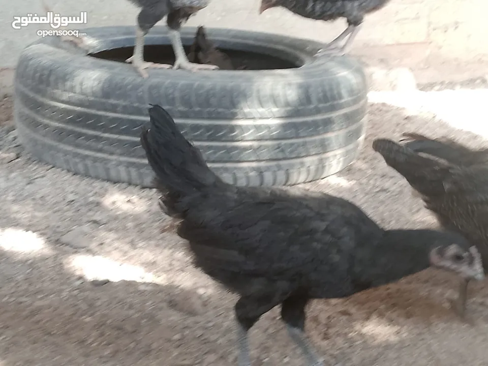 فراخ للبيع