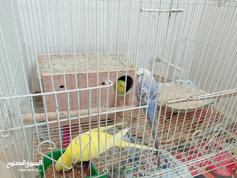 2 female and 1 male budgie