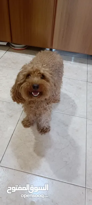 بودل بيور اصلي ذكر للبيع pure toy poodle