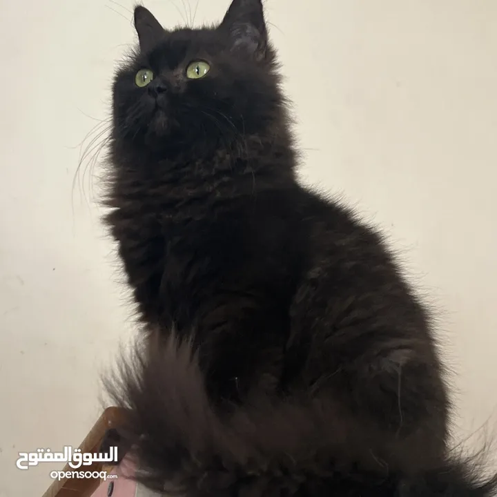 قطط إناث وذكور للبيع والتبني cat for sale