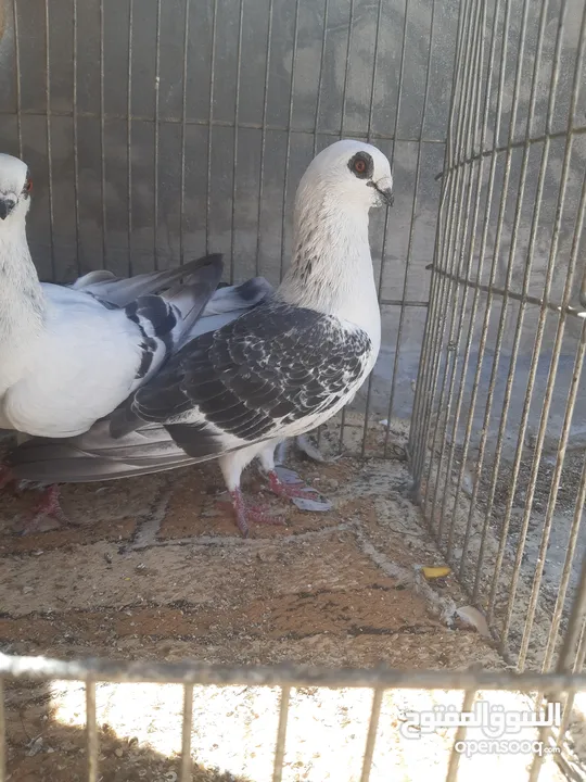 جوز بواز التفاصيل بالتعليقات