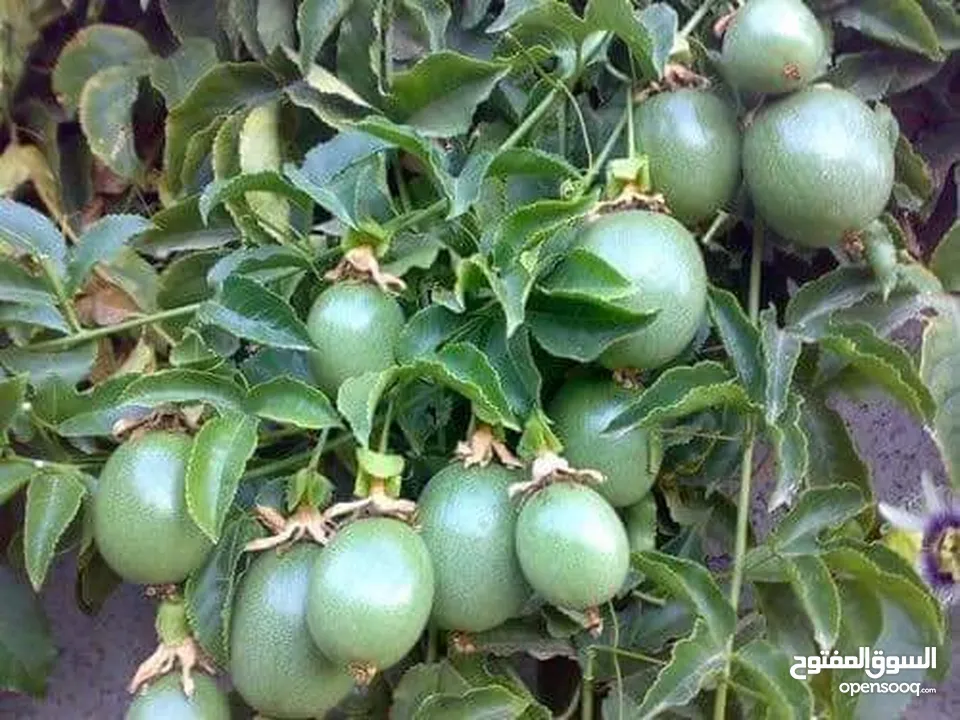 جميع أصناف الفواكة والحمضيات والزيتون ( بلدي ومستورد )