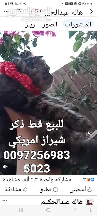 للبيع قطه شيرازي سكوتش بسعر 400 شيكل  للاستفسار