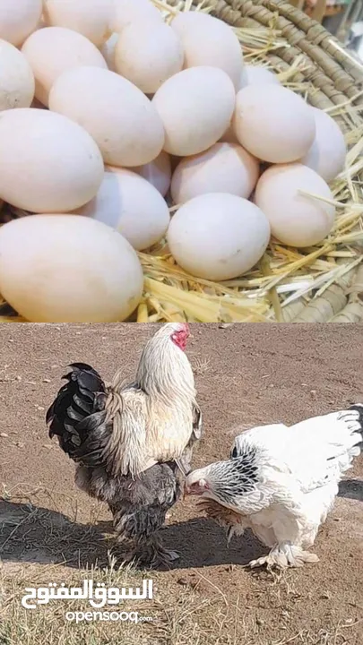 مطلوب بيض دجاج براهما العالي
