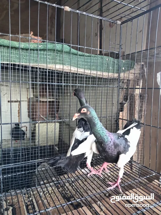 جوزين بلوني الاماني  وجوز كشكي الطيره بواقي 6  6 فحول مكاوي  وجوز مكاوي ابيض جوز منفاخ قلم وجوز