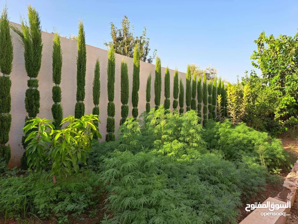 بجانب حلويات البدو