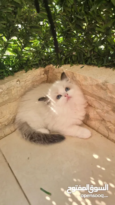 قطط راغدول دم صافي