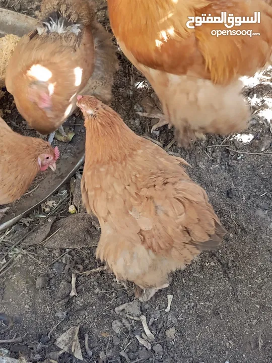 دجاج كوشن بياض للبيع